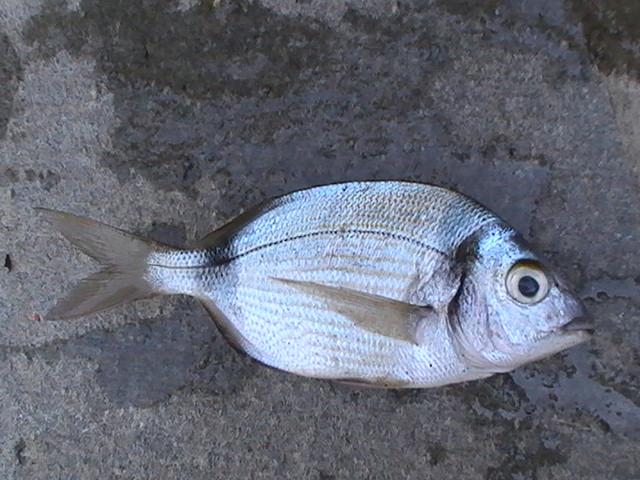 capturi grecia  - pic3488.JPG